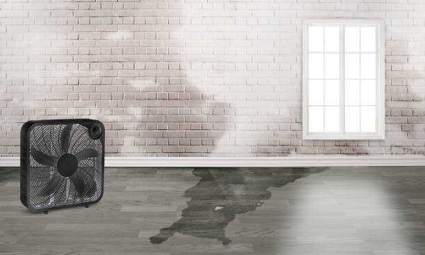 Best Water damage restoration company  in Jesup, IA